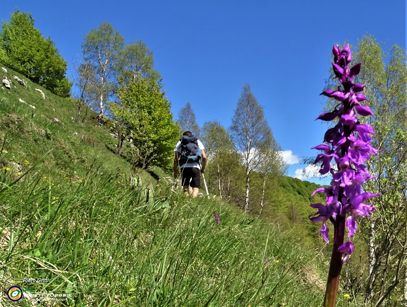 87 Bella orchidea (Orchis mascula).JPG